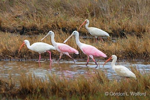 Ibises & Roseate Spoonbills Forgaging_26939.jpg - White Ibises (Eudocimus albus) & Roseate Spoonbills (Platalea ajaja)Photographed along the Texas Gulf Coast near Port Lavaca, Texas, USA. 